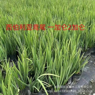 Aquatic Plants, Aquatic Flowers, Yellow Calamus, Calamus Seedlings, Yellow Iris, Water Body Greening