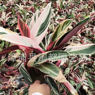�߲��������35cm����ļ����G���@�@���^�縣������ֱ�l�Gֲ