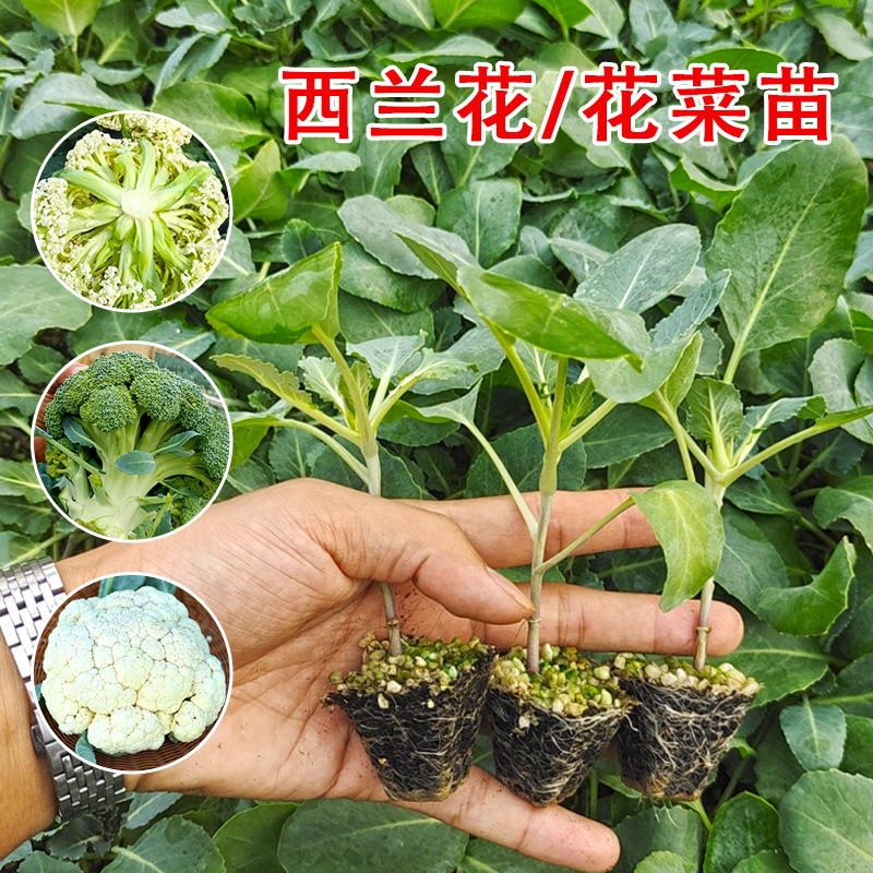 西兰花苗青梗松花菜秧苗蔬菜四季春季甘蓝菜苗秋季高产大全西兰苔