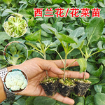 西兰花苗青梗松花菜秧苗蔬菜四季春季甘蓝菜苗秋季高产大全西兰苔