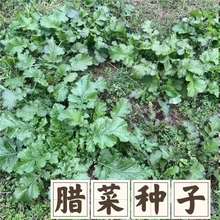 【新种子发芽率高】农家腊菜种子苦辣菜山野菜苦腊菜 耐寒