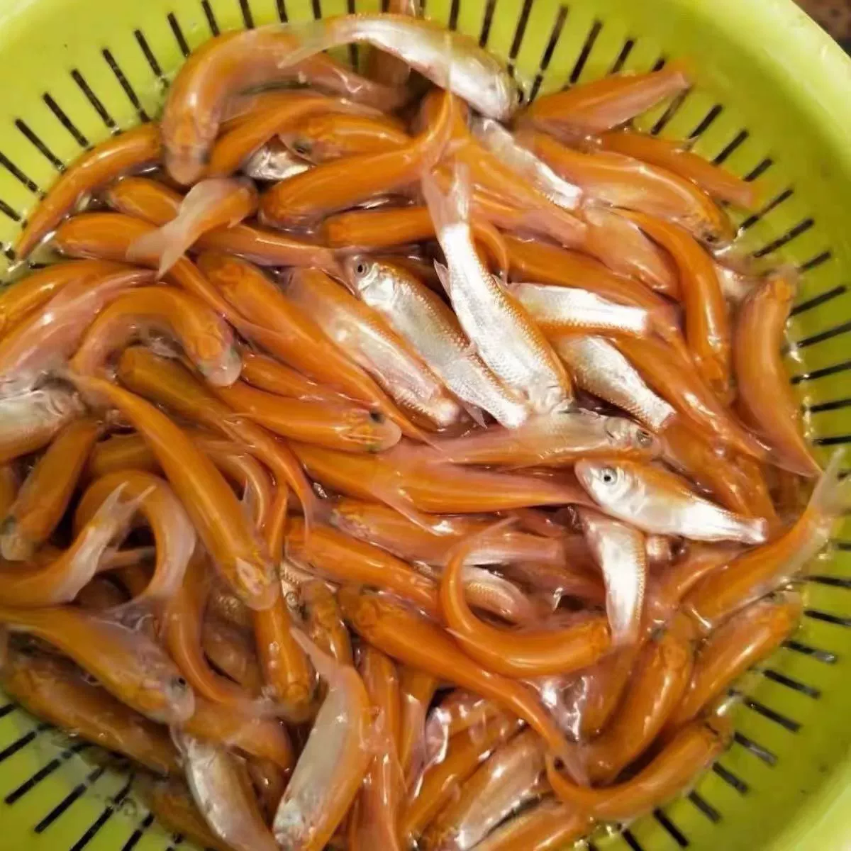 Золотой Grass fry, пресноводное разведение, съедобная холодноводная золотая нить, Anhui красная золотая шелковистая Grass carp, Русская золотая Grass fry