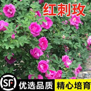 �t��õ�N��õ�廨�@�־G���^�p�_�������²ɷN���ٱ��S��õ�N��