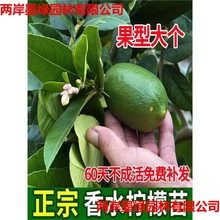 ̨���ļ��o����ˮ���ʘ䙎�������Ԏ�������Ϸ������Nֲ�������