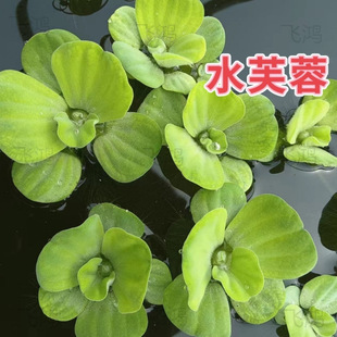 Water Hibiscus, Water Hyacinth, Lazy Aquatic Plants, Water Purification, Shrimp and Fish Tank Landscaping, Aquatic Plants, Hydroponics, Indoor Water Surface