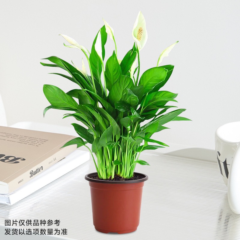 고운 흰색 야자나무(원래 화분) 3그루 + 영양액