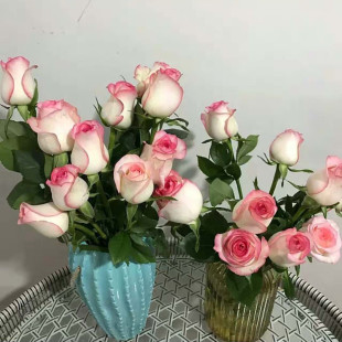 Dropshipping (One Thing, One Shot) Shrub and Vine Rose Seedlings Bloom in All Seasons [Zhang Dong]