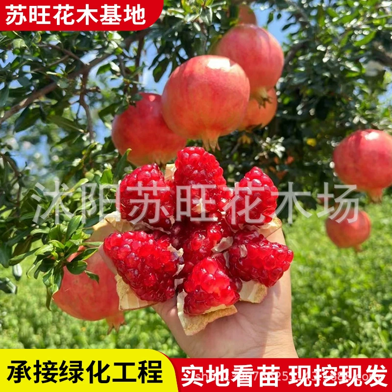 Саженцы граната, очень крупные тунисские мягкоядровые новые сорта, красные горшечные растения Мэньян, посаженные в землю, плодоносящие в том же году, посаженные на севере и юге.