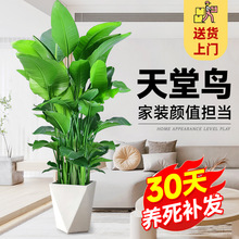 天堂鸟室内盆栽大型客厅北欧网红绿植物办公室客厅阳台鹤望兰