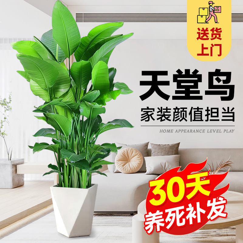 天堂鸟室内盆栽大型客厅北欧网红绿植物办公室客厅阳台鹤望兰