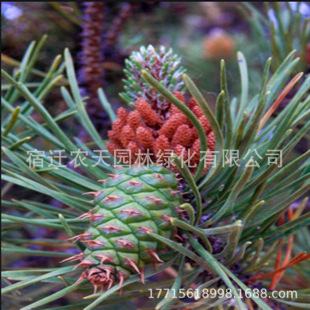 批发红松种子可松籽树苗海松果松韩松红果松东北松子树观赏树种-阿里巴巴