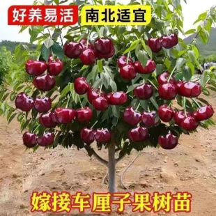 �����~���硿��Ʒ�N܇���������ڼ޽ә��Ҙ����ϱ������Ե��Ԙ���