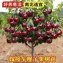 嫁接正宗盆栽地栽树苗