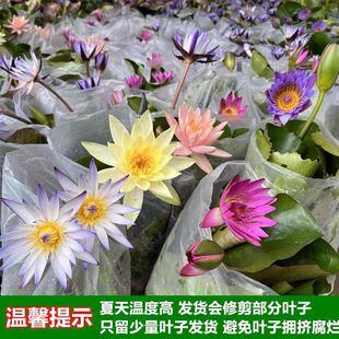 ����˯ɏ���Ԏ�������ɏ�ɻ�ˮ��ˮ�Bֲ������~��ͥԺˮ���Gֲ