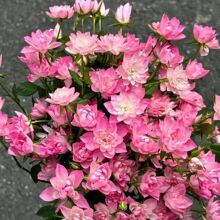 ϡ��΢�³����¼������ļ��_����30-55������ڏ�18��ӷ���