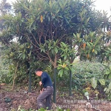 �@�־G������Nֲ���˘��� ���˴��8-10-12-25����Ҏ���Rȫ