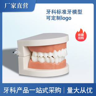 Стоматологическая смоля упражнения зубной сад модель здравоохранения Стоматологическая стоматолога Стоматологическая модель