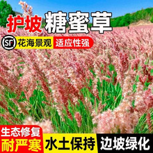 ���۲ݷN���ͺ��ļ��ϱ����Nֲ���ݷN���o�¹������@�侰�^�p����