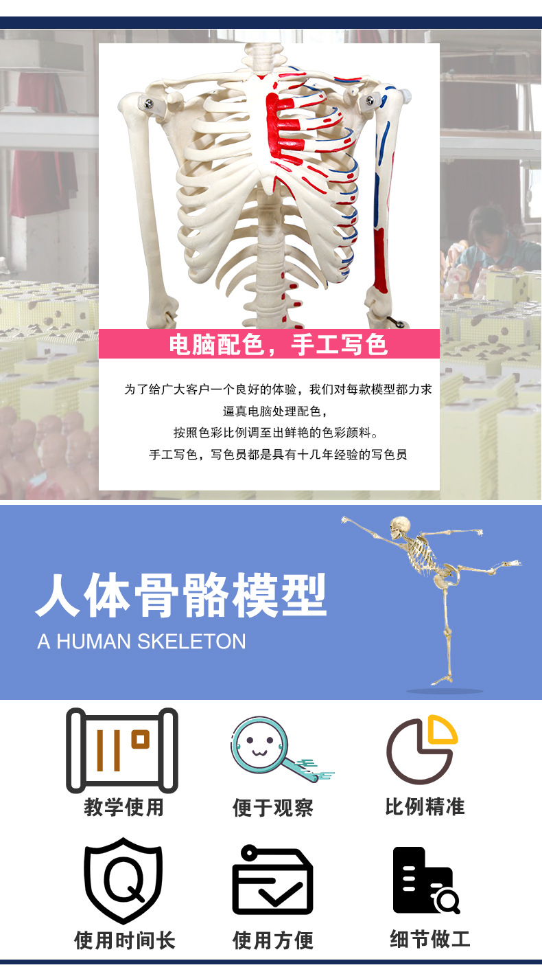 骨骼模型_02.jpg