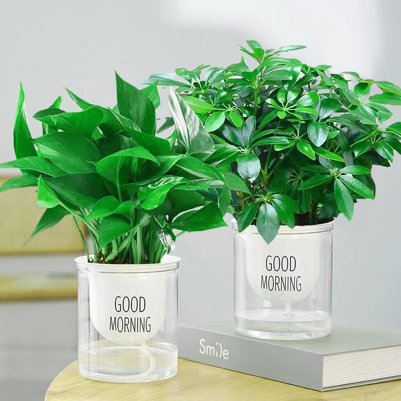 패키지 포춘 트리 + 그린 딜 + 좋은 아침 2 포트 + 영양 용액 2 포트