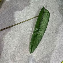 ������~�Ļ��Q��ֲ�ﻨ�Ž��~�T�~������ܛ�z�~����ʽ��c�b�