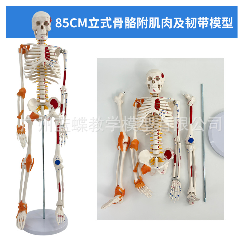 85CM���弡������ṹ�ʹ�ȫ���Ǽ�ģ�Ϳɲ�ж��׵�٤С������