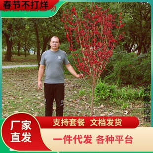 һ�����l�ͺ��t÷����ͥԺ���������ļ����㻨��ֲ�����t�D÷��