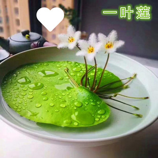 һ�~ɏ��ɏˮ������ˮ��ֲ���҃��̨�ļ��_�������~�׸���ɏ��