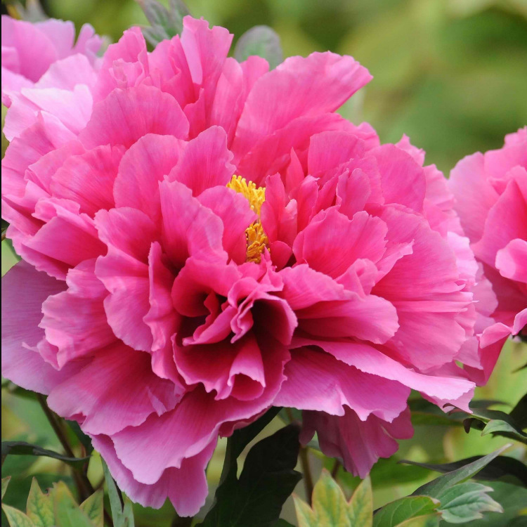 长效牡丹香【香味粉】香味粉价格_优质香味粉批发