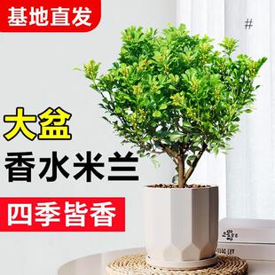 Perfume Milanese Flower Plant Indoor and Outdoor Flowering Plant Strong Fragrance Flower Office Easy to Grow Green Plants in All Seasons