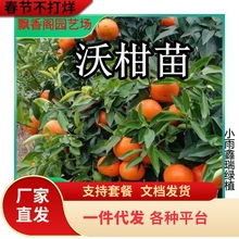 皇帝柑苗 正宗德庆皇帝柑树苗贡柑苗果树苗柑橘子树苗砂糖橘树苗