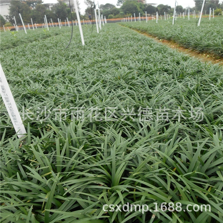 Оптовая продажа Yulongcao Hunan Ophiopogon japonicus для базового покрытия двора, вечнозеленые газонные растения, устойчивые к холоду, оптом