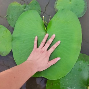 ��Ƽ�A��Ƽ�Ƕ�Ƽ�݈�ֱ�����wˮ��һ�~ɏ�të���ö�Ƽˮ�����l