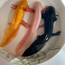 六角恐龙鱼蝾螈自来水可养好养耐活观赏鱼小金鱼活鱼养不死懒人鱼