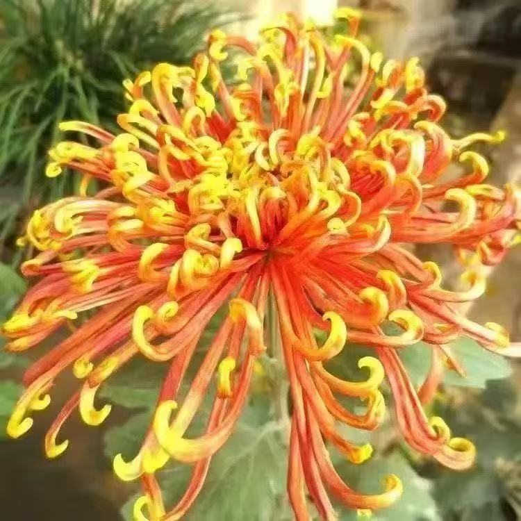 September Large Chrysanthemum Seedlings Potted Indoor Balcony Ground Planting Various Flower Seedlings Cold-Resistant and Heat-Resistant Golden Silk Large Chrysanthemum National Treasure Chrysanthemum