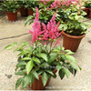 New women's potted large seedlings with flowers with flowers to ship yin -resistant flower courtyard balcony plants perennial cold -resistant flowers