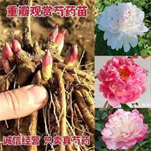 �ʝ���ș������جF�ڸ�����ș������ș���л��M����ș�^�p��ș
