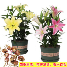 批发香水百合种球四季开花苗带芽球四季盆栽观赏花卉桌面阳台庭院