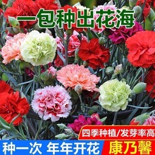重瓣康乃馨种子四季易种开花植物盆栽种仔多年生室内阳台观赏花种