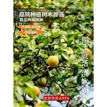 ���ٷN�ӷe�ך���С�~��ș��ʼ޽Ӹ���ɳ�ǽ��ָ�Ě�ȼt�۷N