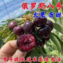 ܇���Ә�����Ҙ��m�Ϸ������Nֲ����ͥԺ���䰫�����Ҙ�������