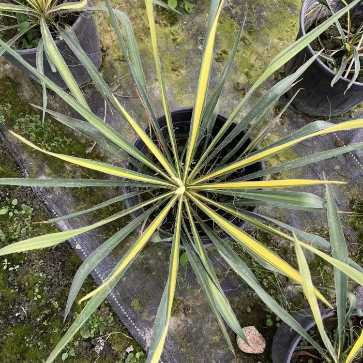 Каламус с золотистыми краями, тонколистный каламус, юка с золотистыми краями, синелистый каламус, полосатый тимьян, розово-красное чудо.