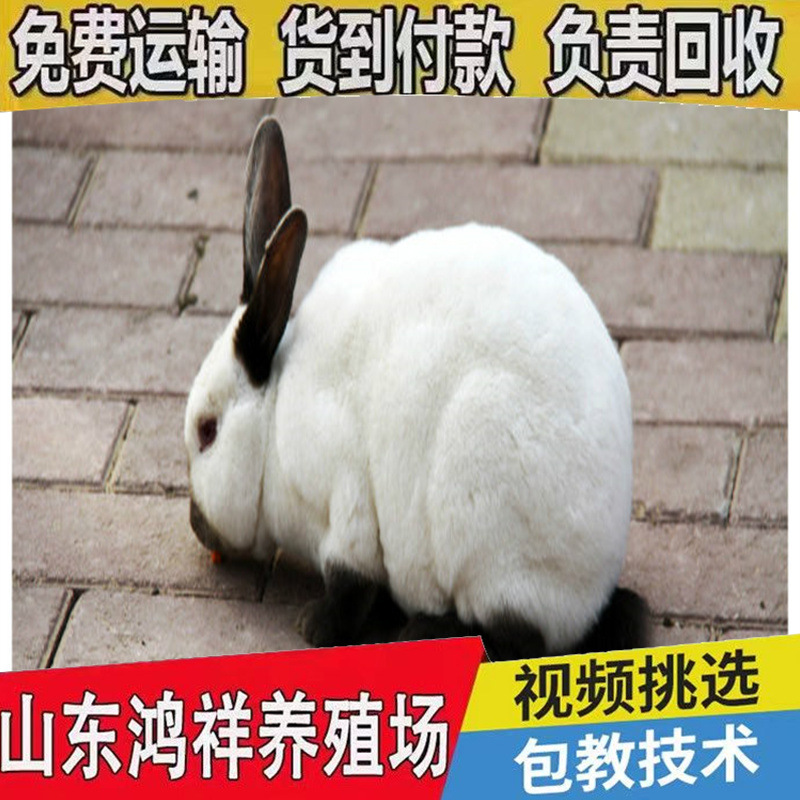 肉兔养殖场热卖高产伊拉兔八点黑兔成本低利润高肉兔大量批发出售