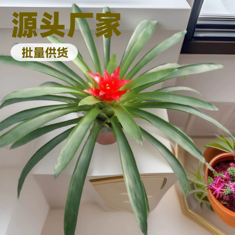 Источник производители оптом для садовых цветов бонсай оптом весело офис мини маленький горшок Красная звезда