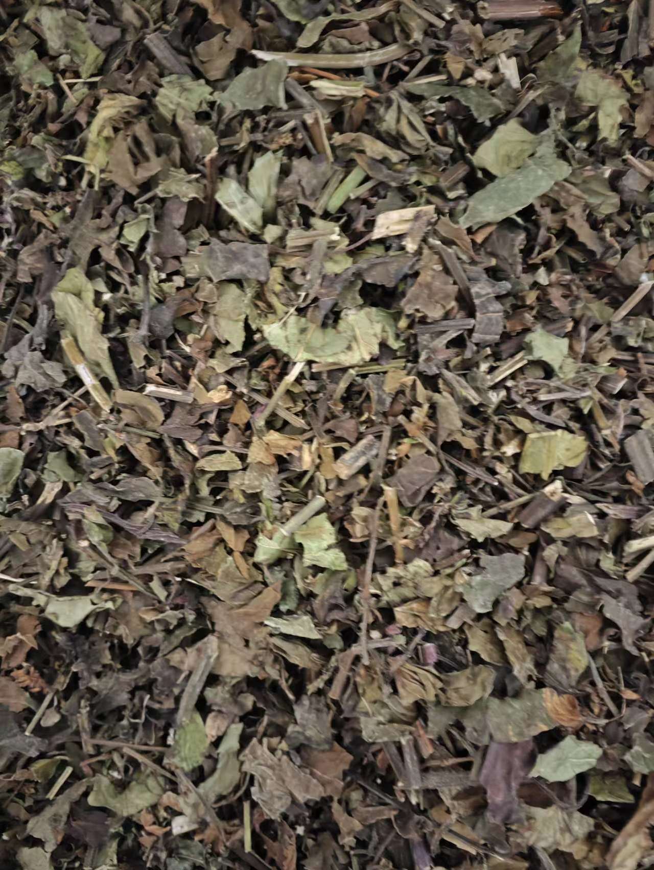 Zhong Jie Feng (Sarcandra glabra) — Dried Herbal Pieces & Custom Powder, 500g preparation