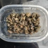 [赠送海盐苔藓-1cm左右黑壳豆丁100只包活80只]