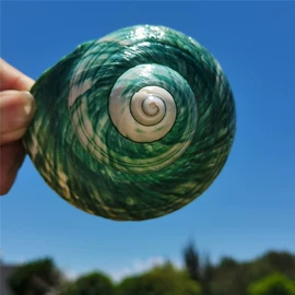 海螺/贝壳;工艺原料;风铃