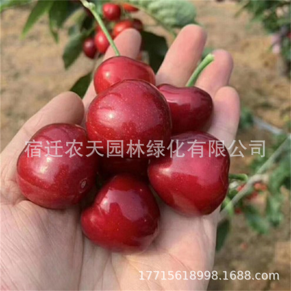 早大果甜樱桃苗嫁接美早红樱桃树苗黑兰特樱桃南北方种植当年结果