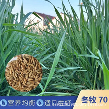 饲用牧冬养殖牧草耐寒种籽高产鱼饲料草籽绿肥牛羊草种籽青贮草