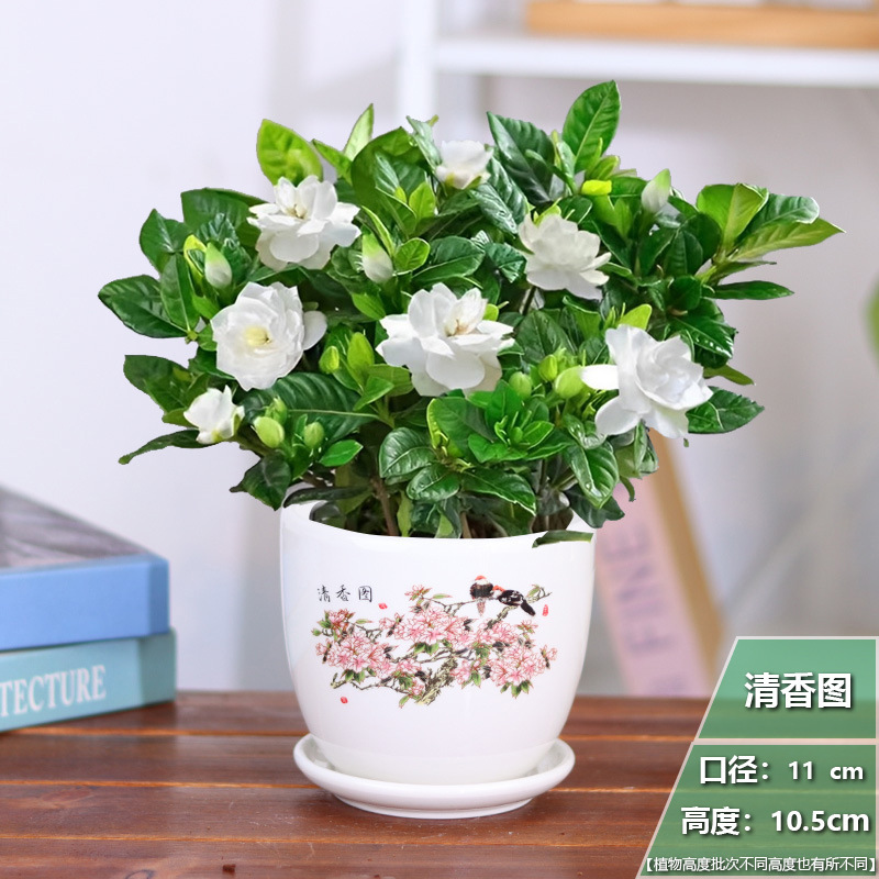 [중국풍] 치자나무 1개 + 향기 그림이 있는 세라믹 화분 + 영양비료